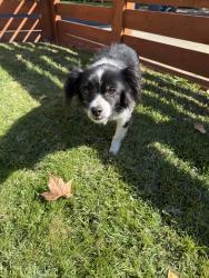 Found/Stray Unknown Dog last seen Maroa and Clinton, Fresno, CA 93704
