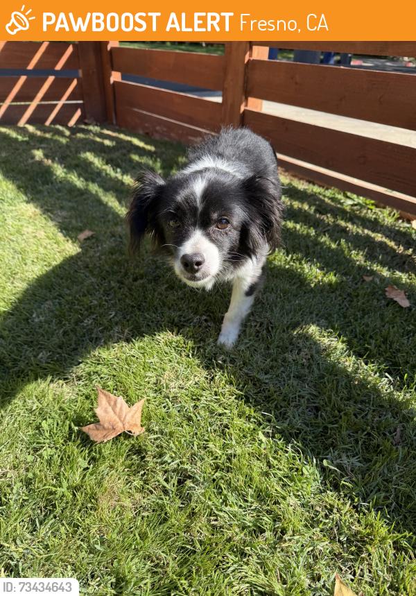 Found/Stray Unknown Dog last seen Maroa and Clinton, Fresno, CA 93704