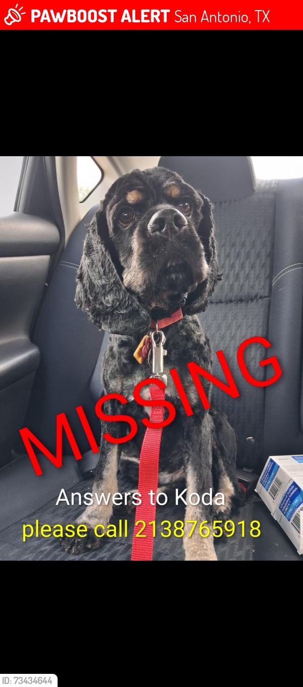 Lost Male Dog last seen Fenfield and Spindle, San Antonio, TX 78211