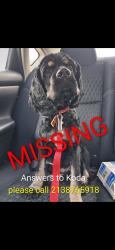 Lost Male Dog last seen Fenfield and Spindle, San Antonio, TX 78211