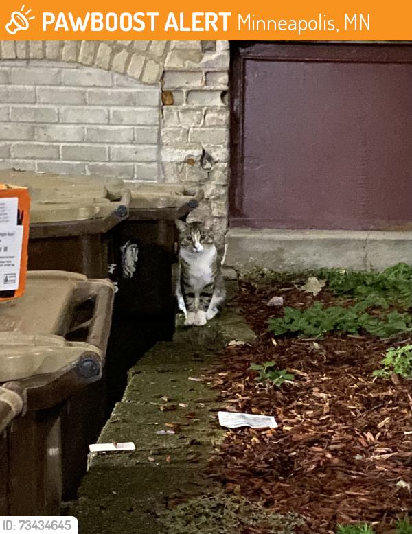 Found/Stray Unknown Cat last seen E 19th St and 3rd Ave, darting between alley and 3rd Ave Market, Minneapolis, MN 55403