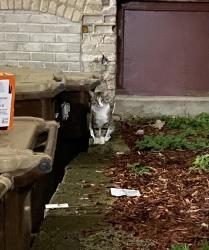Found/Stray Unknown Cat last seen E 19th St and 3rd Ave, darting between alley and 3rd Ave Market, Minneapolis, MN 55403
