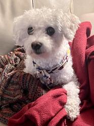 Reunited Male Dog last seen Oxmoor Rd, Birmingham, AL 35209