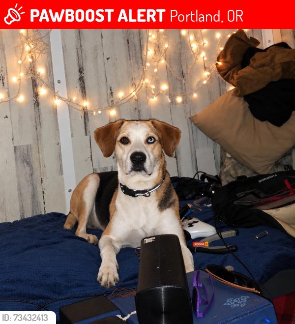Lost Female Dog last seen Se 8th Ave & se Market st, Portland, OR 97202