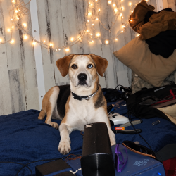 Lost Female Dog last seen Se 8th Ave & se Market st, Portland, OR 97202