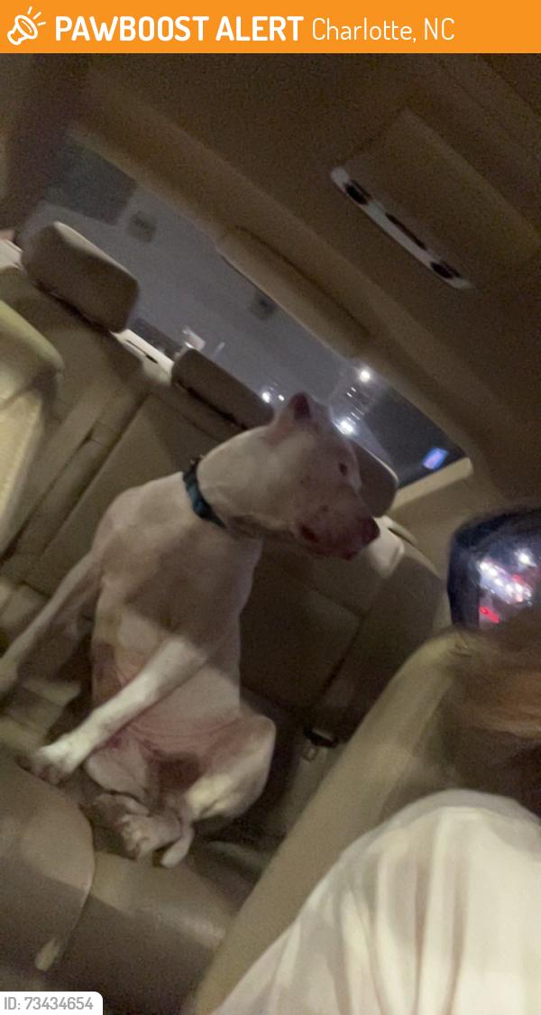 Found/Stray Male Dog last seen Near thornwood rd, Charlotte, NC 28213