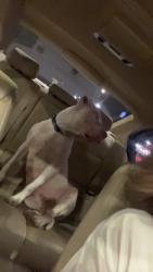 Found/Stray Male Dog last seen Near thornwood rd, Charlotte, NC 28213