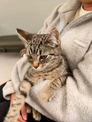 Found/Stray Male Cat last seen Behind Mountain View High School, Vancouver, WA 98683