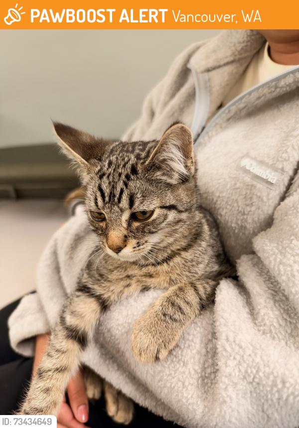 Found/Stray Male Cat last seen Behind Mountain View High School, Vancouver, WA 98683