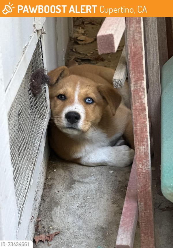 Found/Stray Female Dog last seen Starbucks, Cupertino, CA 95014