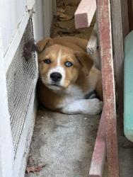 Found/Stray Female Dog last seen Starbucks, Cupertino, CA 95014