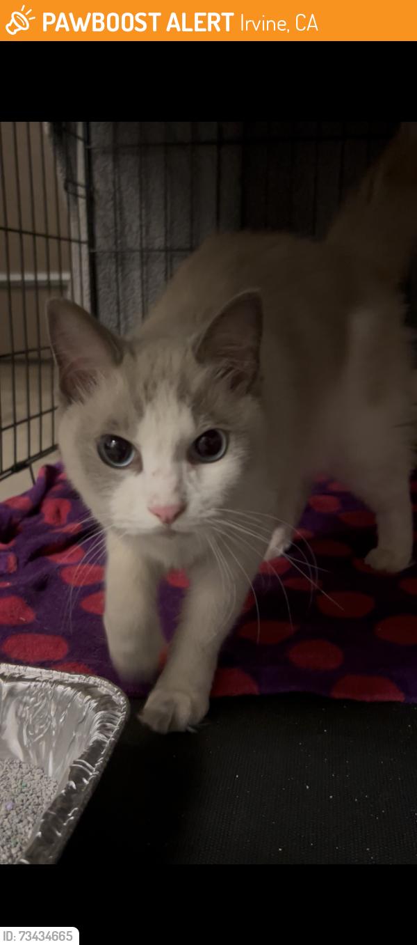 Found/Stray Unknown Cat last seen Sand Canyon & Spring Meadow, Stonegate East, Irvine, CA 92618