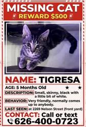 Lost Female Cat last seen Olive st and nelson, Pomona, CA 91766