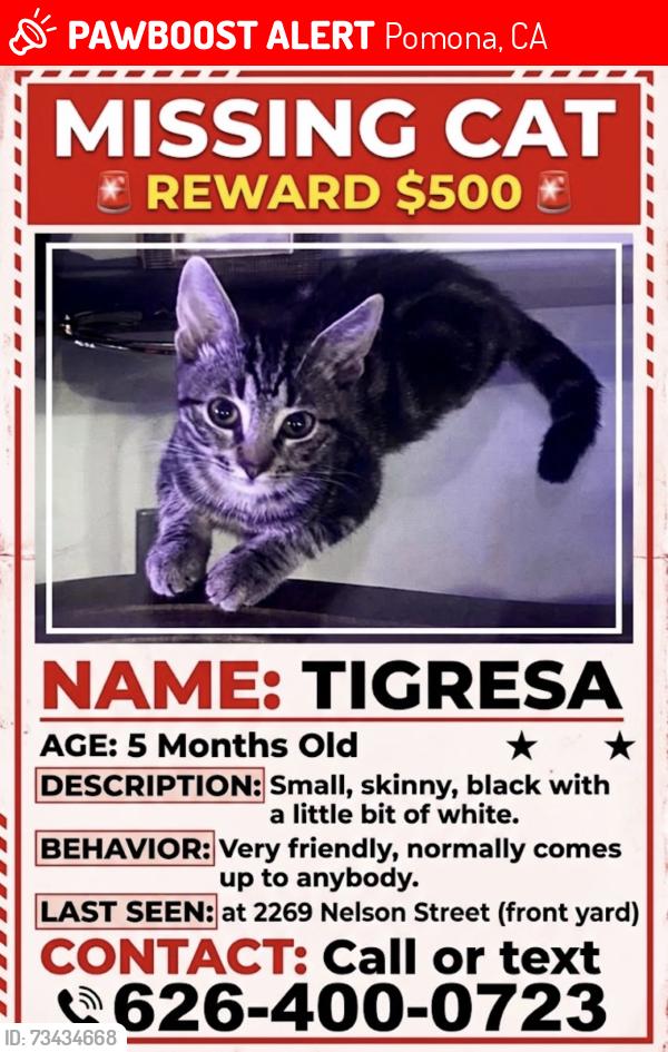 Lost Female Cat last seen Olive st and nelson, Pomona, CA 91766