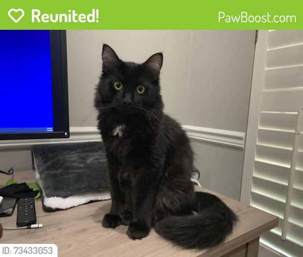 Reunited Male Cat last seen Near Star Spangled Ln, Peachtree City, GA 30269, USA, Peachtree City, GA 30269