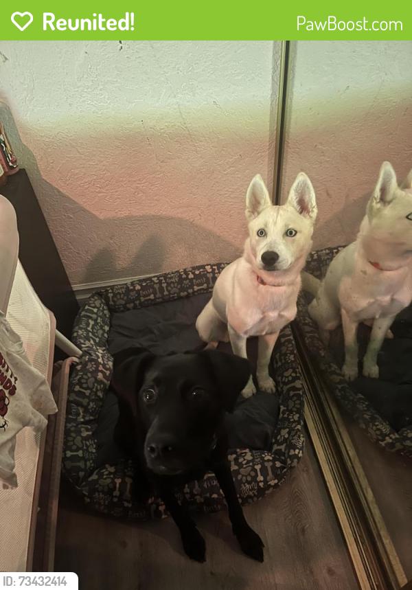 Reunited Female Dog last seen Near Baltimore Dr, La Mesa, CA 91942