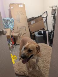 Reunited Female Dog last seen Jupiter road and Mars ave, Las Cruces, NM 88012