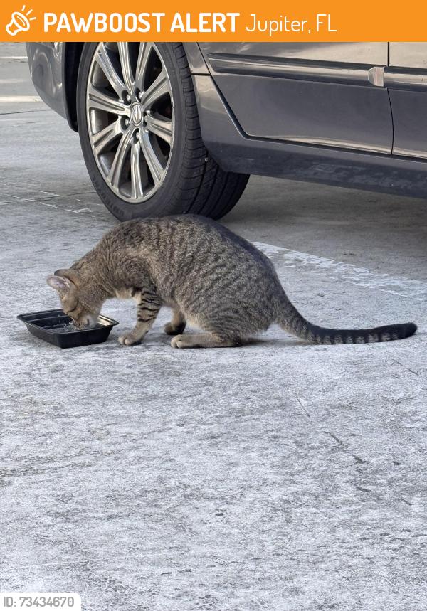 Found/Stray Male Cat last seen Riverwalk neighborhood, Jupiter, FL 33458