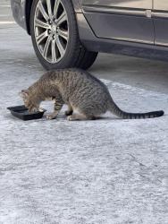 Found/Stray Male Cat last seen Riverwalk neighborhood, Jupiter, FL 33458