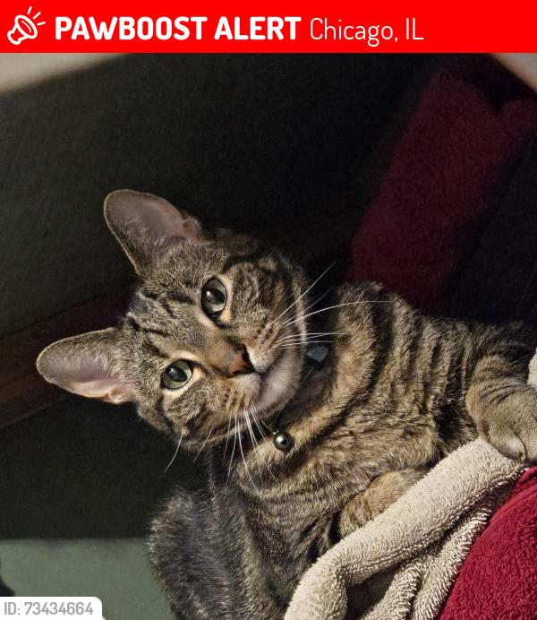Lost Male Cat last seen South California Ave & West 63rd Street, Chicago, IL 60629