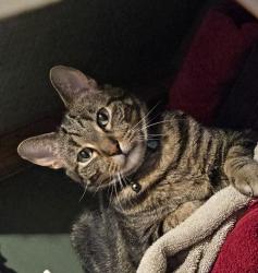 Lost Male Cat last seen South California Ave & West 63rd Street, Chicago, IL 60629