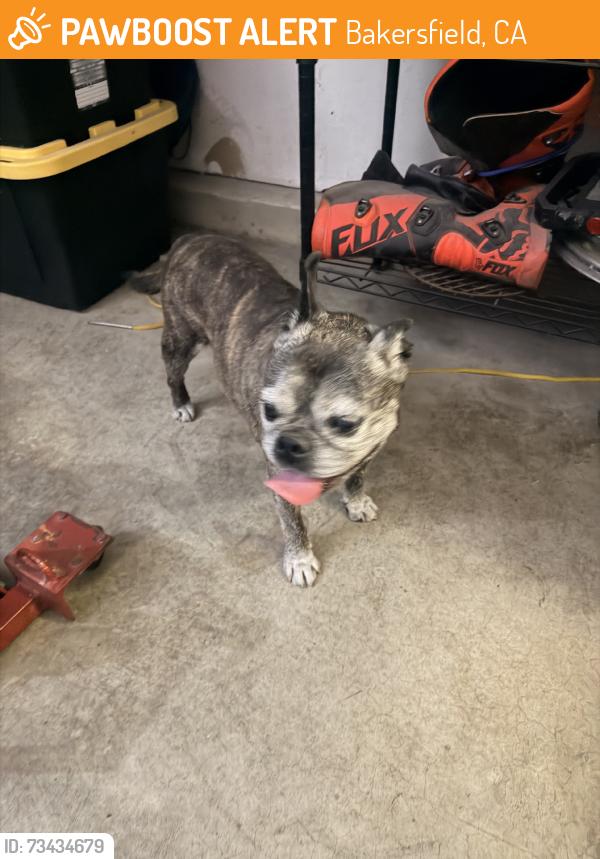 Found/Stray Female Dog last seen Newr cesar chavez school (mesa marin area), Bakersfield, CA 93306