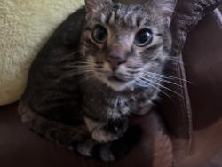 Lost Male Cat last seen Crescendo Dr, Roseville, CA 95678