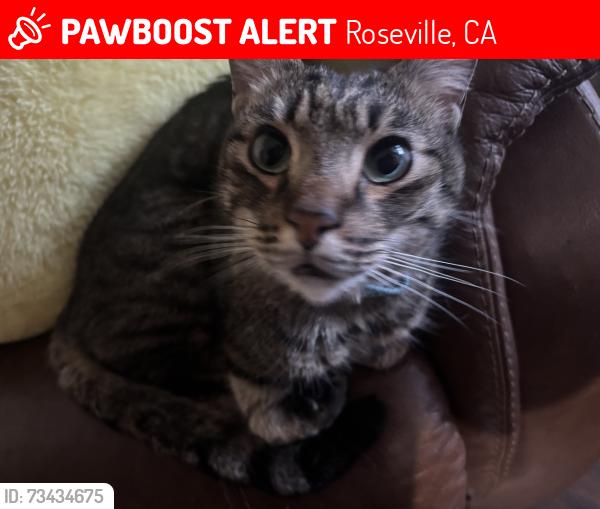 Lost Male Cat last seen Crescendo Dr, Roseville, CA 95678