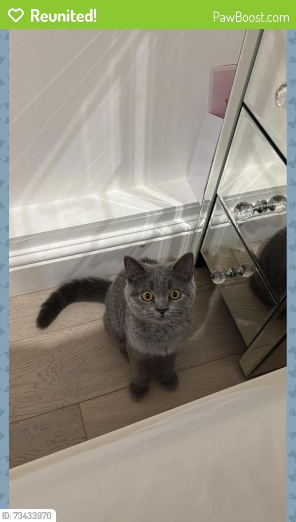Reunited Female Cat last seen Boundary road, London NW8 0JA, Greater London, England NW8 0JA