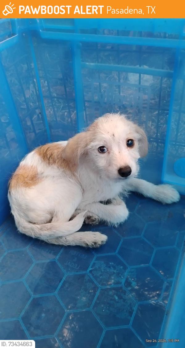 Found/Stray Unknown Dog last seen Near Fresa Rd, Pasadena, TX 77502, Pasadena, TX 77502