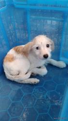 Found/Stray Unknown Dog last seen Near Fresa Rd, Pasadena, TX 77502, Pasadena, TX 77502