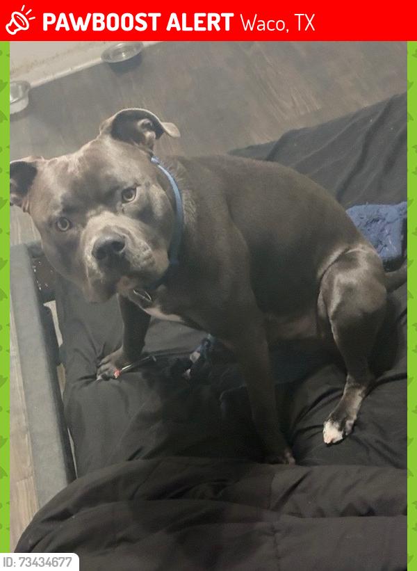 Lost Male Dog last seen East Gates Apt, Waco, TX 76706