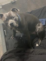 Lost Male Dog last seen East Gates Apt, Waco, TX 76706