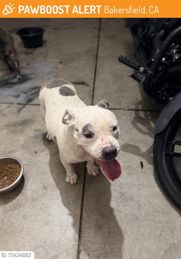 Found/Stray Female Dog last seen Near the school area, Bakersfield, CA 93306