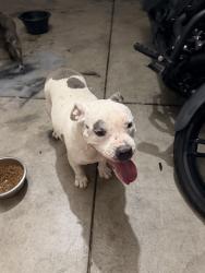 Found/Stray Female Dog last seen Near the school area, Bakersfield, CA 93306