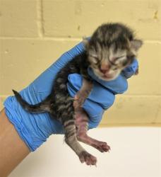 Shelter Stray Male Cat last seen SHADY LEAF WAY & PINEDALE AVE, 2127 Front St, Sacramento, CA 95818, USA
