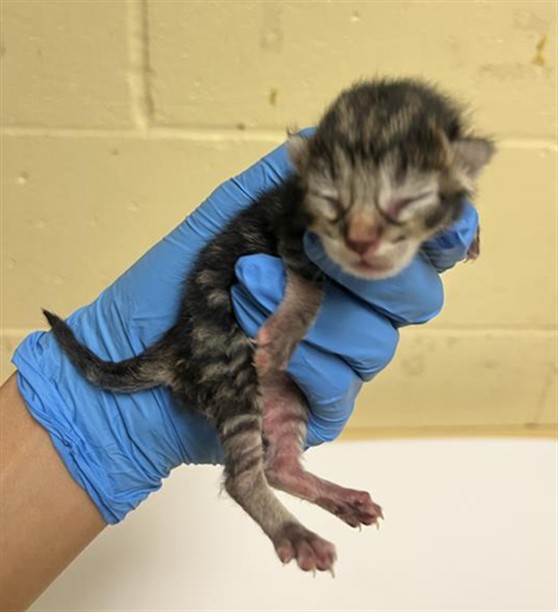 Shelter Stray Male Cat last seen SHADY LEAF WAY & PINEDALE AVE, 2127 Front St, Sacramento, CA 95818, USA