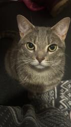 Lost Female Cat last seen YMCA Green Hills, Nashville, TN 37215