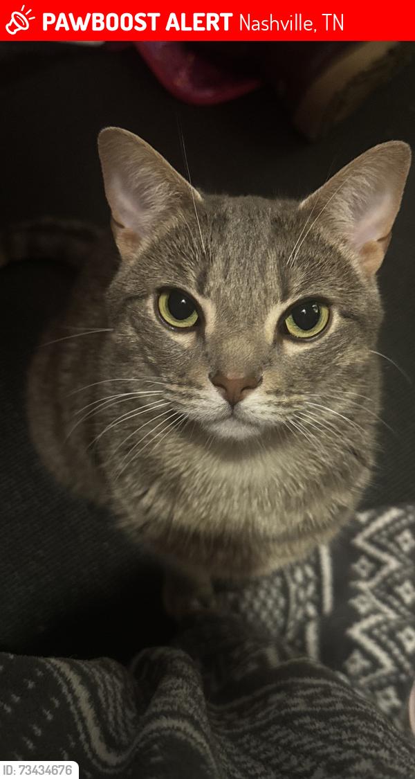 Lost Female Cat last seen YMCA Green Hills, Nashville, TN 37215