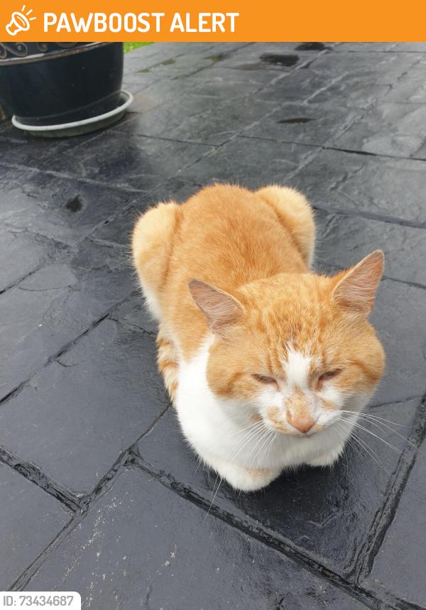 Found/Stray Male Cat last seen Breightmet drive, Breightmet, England 