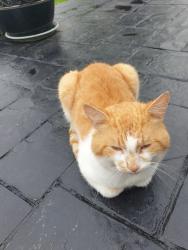Found/Stray Male Cat last seen Breightmet drive, Breightmet, England 