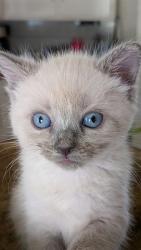 Shelter Stray Female Cat last seen COLTON AVE AND FAIRVIEW, 333 Chandler Pl, San Bernardino, CA 92408, USA