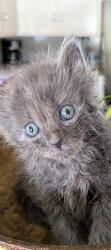 Shelter Stray Male Cat last seen COLTON AVE AND FAIRVIEW, 333 Chandler Pl, San Bernardino, CA 92408, USA