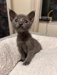 Shelter Stray Male Cat last seen S IRIS ST & W MILL ST, SAN BERNARDINO, CA, 92410, USA, 333 Chandler Pl, San Bernardino, CA 92408, USA