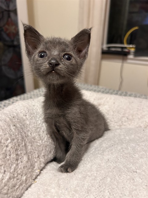 Shelter Stray Male Cat last seen S IRIS ST & W MILL ST, SAN BERNARDINO, CA, 92410, USA, 333 Chandler Pl, San Bernardino, CA 92408, USA