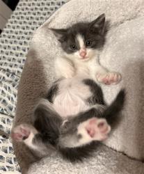 Shelter Stray Male Cat last seen S IRIS ST & W MILL ST, SAN BERNARDINO, CA, 92410, USA, 333 Chandler Pl, San Bernardino, CA 92408, USA