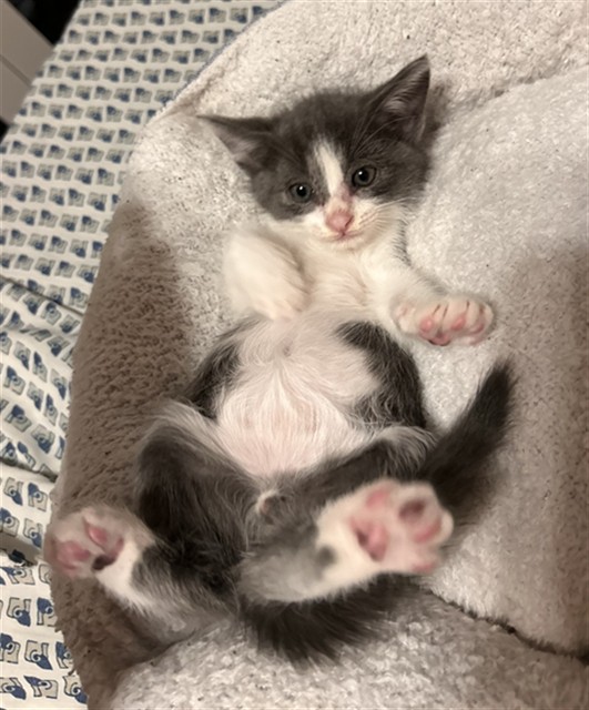 Shelter Stray Male Cat last seen S IRIS ST & W MILL ST, SAN BERNARDINO, CA, 92410, USA, 333 Chandler Pl, San Bernardino, CA 92408, USA