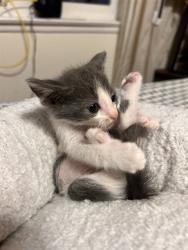 Shelter Stray Male Cat last seen S IRIS ST & W MILL ST, SAN BERNARDINO, CA, 92410, USA, 333 Chandler Pl, San Bernardino, CA 92408, USA