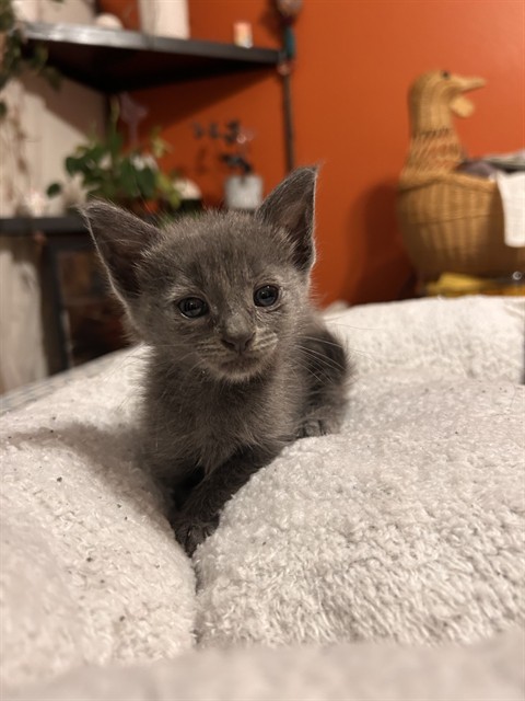 Shelter Stray Female Cat last seen S IRIS ST & W MILL ST, SAN BERNARDINO, CA, 92410, USA, 333 Chandler Pl, San Bernardino, CA 92408, USA