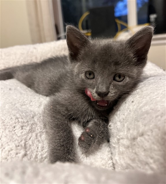 Shelter Stray Female Cat last seen S IRIS ST & W MILL ST, SAN BERNARDINO, CA, 92410, USA, 333 Chandler Pl, San Bernardino, CA 92408, USA